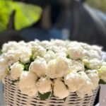 Italian peonies Снежно-белые итальянские пионы в корзине Святой Варвары на солнечном фоне.