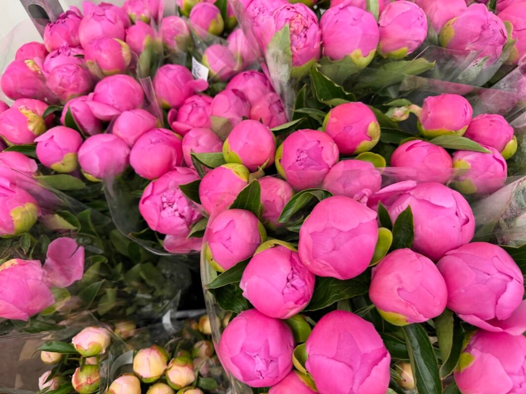 Luxury Flower Delivery Monaco Peonies
