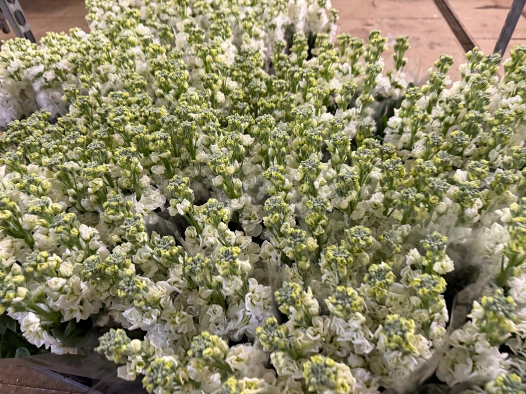Luxury Flowers Monaco