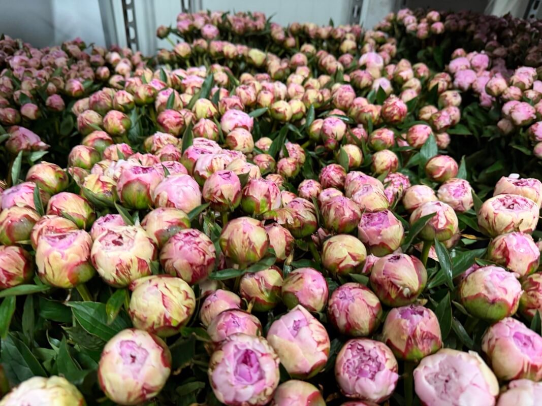 Luxury Flowers Monaco