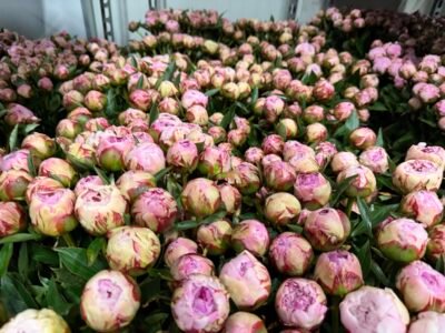 luxury flower delivery Monaco