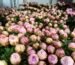 luxury flower delivery Monaco