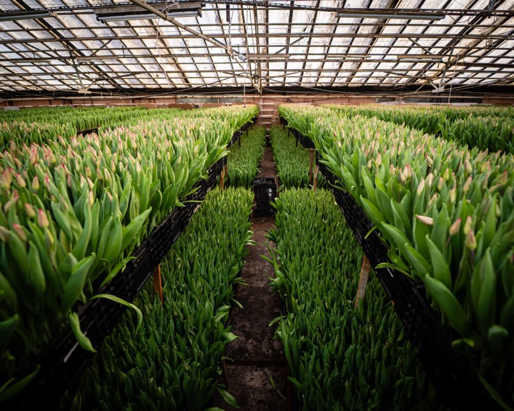 Dutch flower auction supplying Monaco flower suppliers