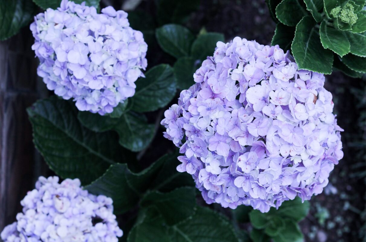 Fresh hydrangeas for luxury Monaco interiors