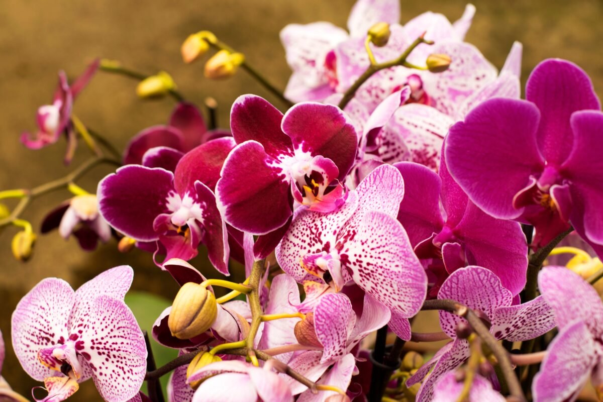 Luxury orchids among long lasting flowers Monaco