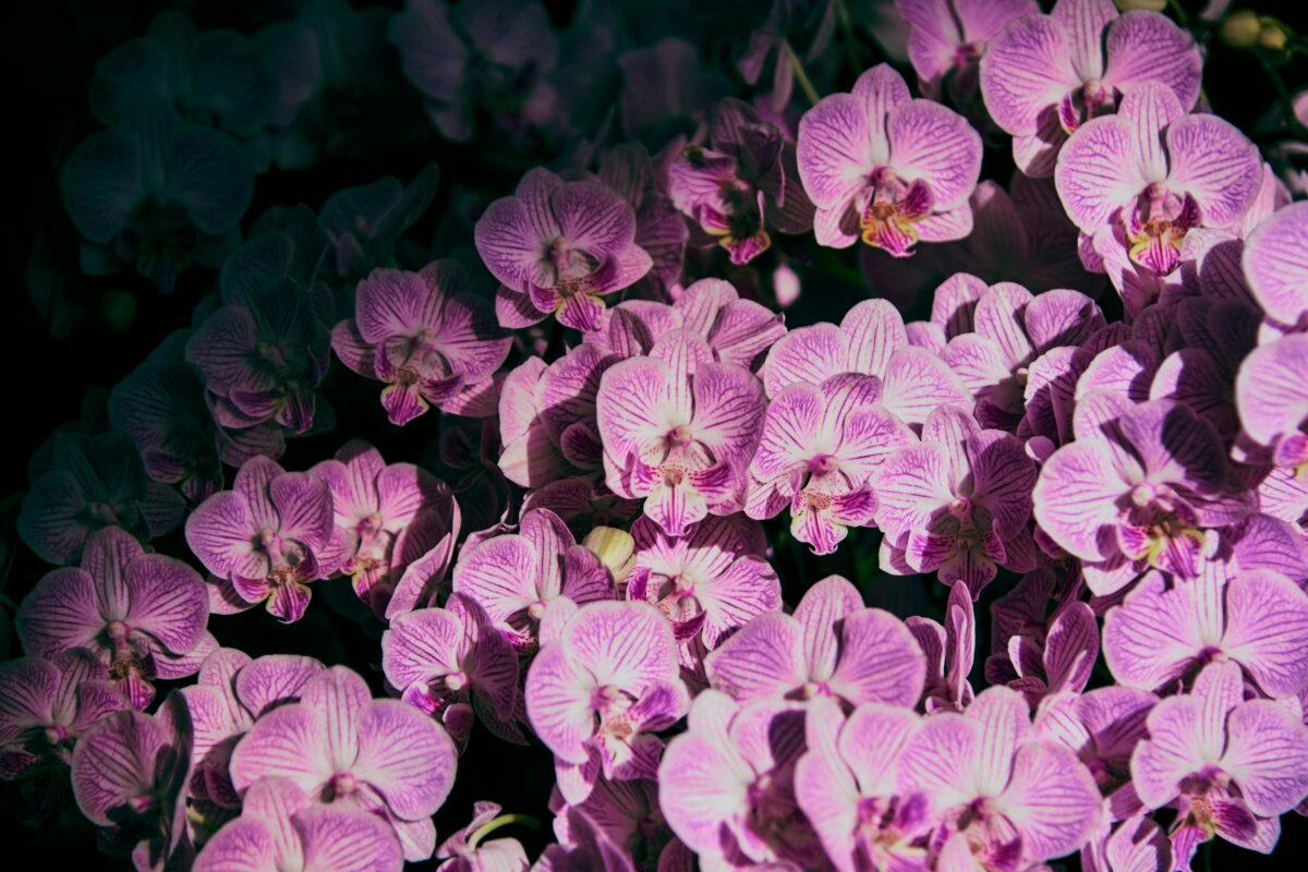 Rare orchids Monaco luxury event