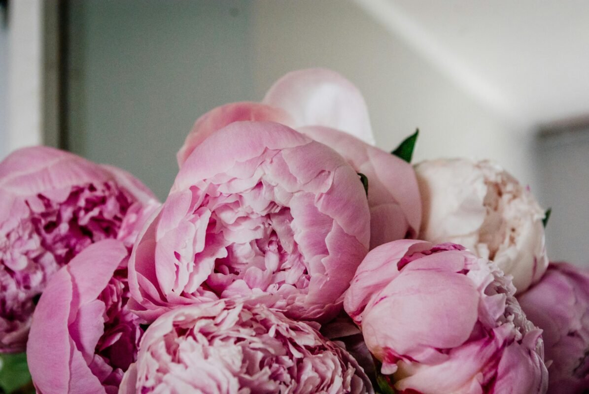 Luxury peonies Monaco event