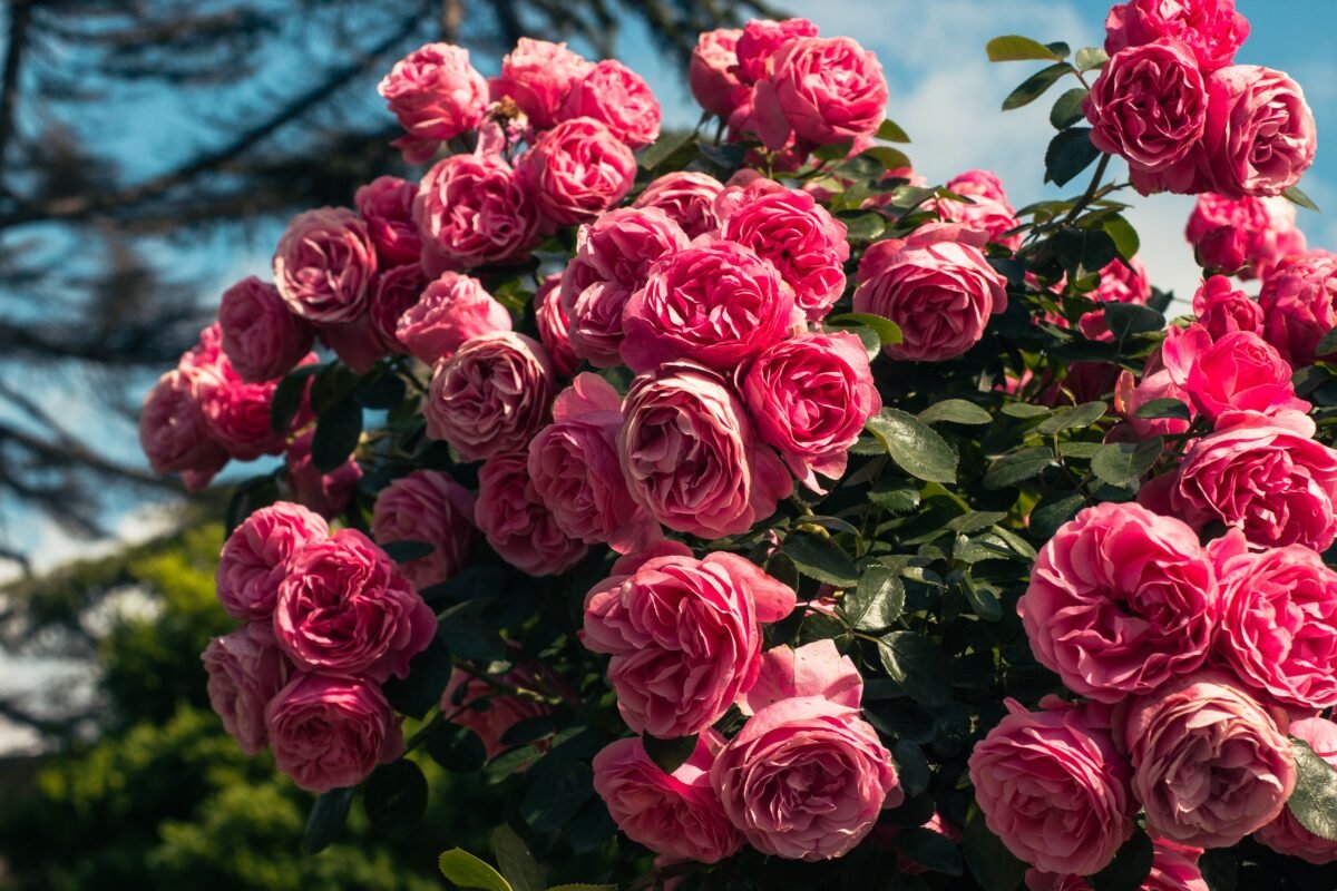 Premium Ecuadorian roses Monaco