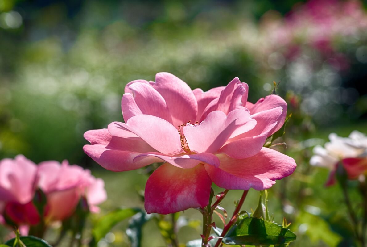 Premium roses arranged by Monaco florist
