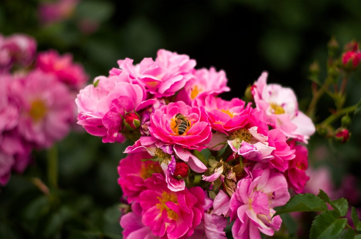 Luxury roses Monaco premium rose bouquet